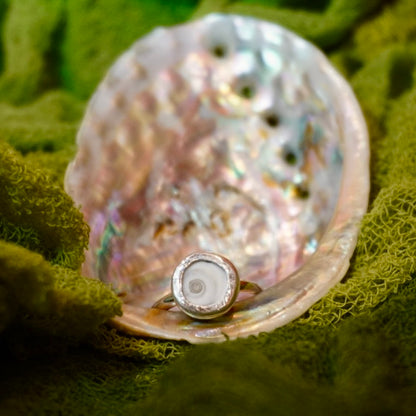 Shiva Shell Ring - Size 4